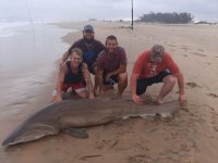 Sand tiger shark raggie bag shark st lucia kzn north coast south africa.jpeg