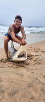 jj spinner shark caught on a dead shad at st lucia north coast kzn south africa.jpeg