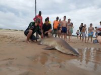sand tiger shark ragged tooth shark caught at st lucia kzn.jpeg