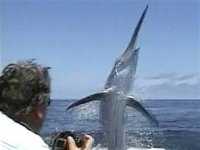 n_s_fish_attack_050714_300w.jpg