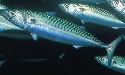 Mackerel.jpg