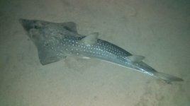 IMG-20200807-WA0009.jpg