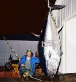 record tuna.jpg