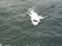 IMG_0221.jpg