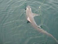 IMG_0234.jpg