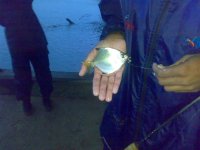 kite fish.jpg