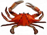 CrabRed.jpg