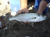 shad.jpg