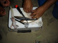 bait demo.jpg