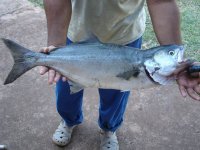 3.5kl shad.jpg