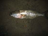 SHAD1.jpg