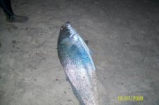 fish car 001.jpg