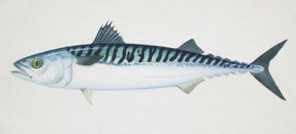 Lure size1.jpg
