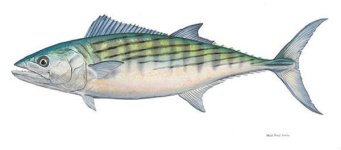 Lure size..jpg