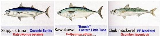 BONITO-TUNAS.jpg