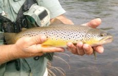 LBTrout.JPG