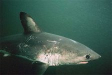salmon s1.jpg