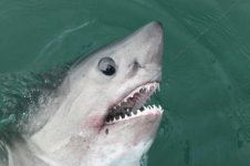 Salmon_Shark_2005.jpg
