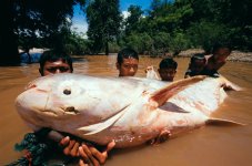 080408-giant-catfish_big.jpg
