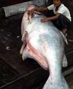 mekong cat.jpg