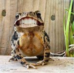 Frog smiling.jpg