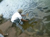 carp1.JPG