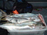 Struisbaai 17 Feb 2005 10.JPG