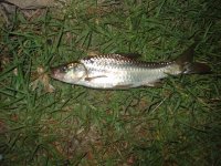 DSC05606.JPG