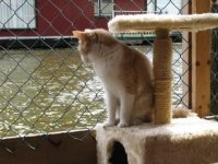 cat boat 3.JPG
