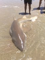 Shark219.6kg.jpg