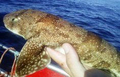 puffadder.jpg