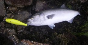 SHAD on Chartreuse.jpg