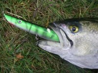 Shad on green.JPG