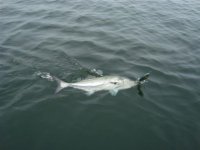 capetrip%20080.jpg