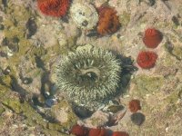 ANEMONE.jpg