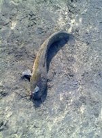 Catfish.jpg