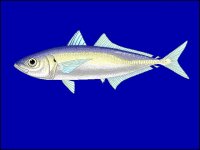 shrimp scad.gif