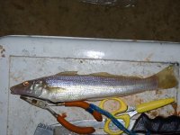 Whiting.jpeg