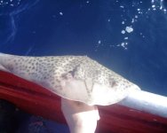 july 2007 2kg buscuit.jpg