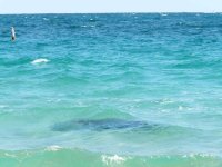 Manatee.jpg