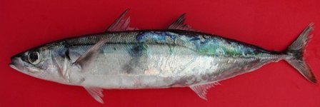 Scad mackerel2.jpg