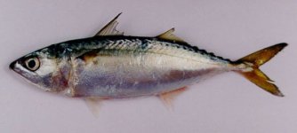 SandMackerel.jpg