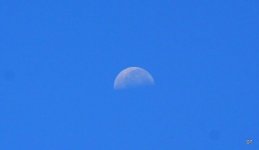 4 July 2010 017.JPG