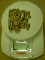 Dynabait weight.jpg