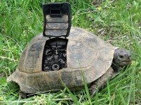tortise.jpg