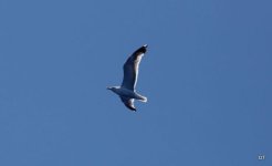 IMG_9907.JPG
