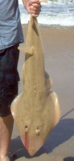 Sandhaai modified.jpg