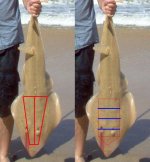 Sandhaai modified.jpg
