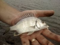 perch.jpg