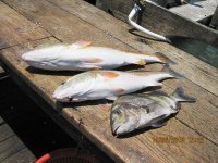 fishing in texas 023.jpg